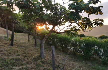 Casalesanpietro - Foto 45