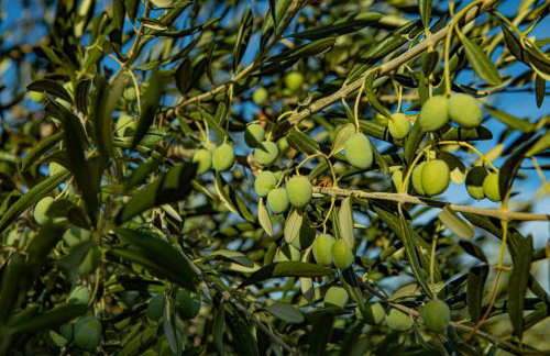 OPG Villa Meri - Foto 46