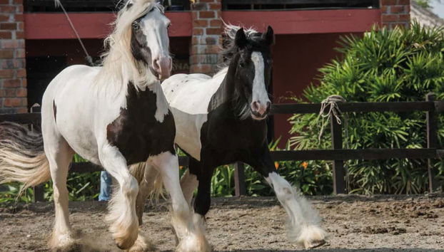 Horses in Panaca Park
