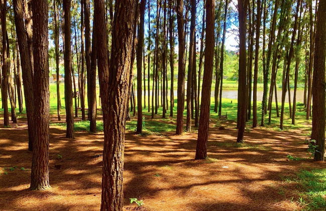 Nyungu Yamawe Forest Park - Foto 40