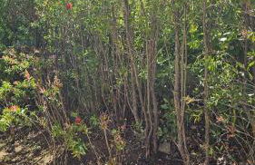 Villa Solenzaïa - Foto 28