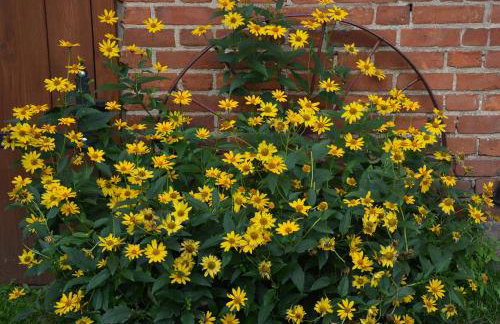 Agro Przy Kominku - Foto 18