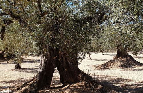 Holiday Home Casa Geminis 1 mit Garten und Meerblick by Interhome - Photo 32