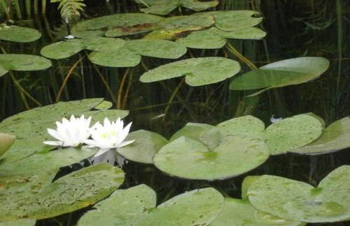 Im Naturschutzgebiet gelegene Ferienwohnung - Photo 16