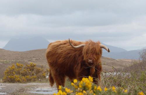 Aultbea Lodges - Foto 32