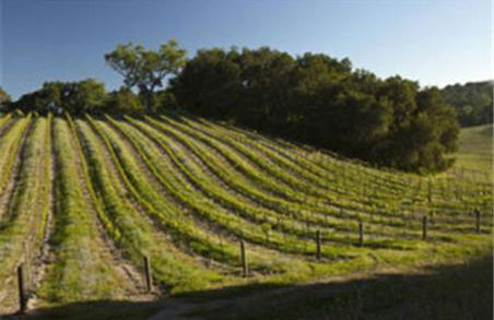 Dunning Vineyards Guest Villa - Foto 16