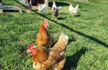 Landhaus Poppler mit Aufzug - Foto 48