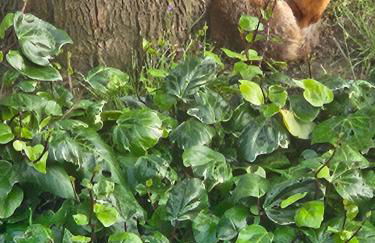 London Comfy Doubles - Foto 41