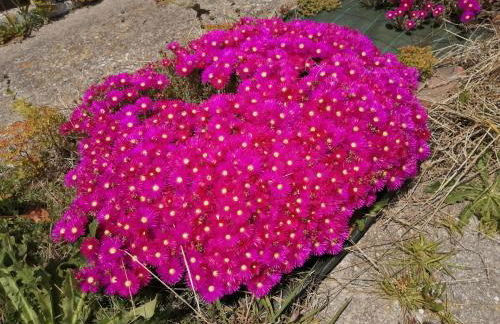 Somonte Costa - Foto 68