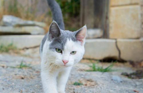 The Lookout in Mirsini - Roof Terrace - AC - WIFI - Foto 34