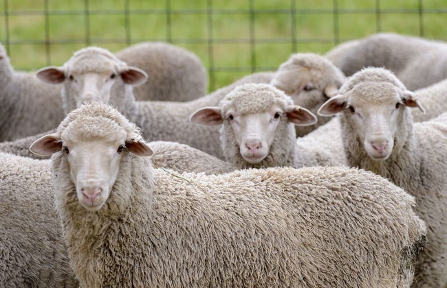 Bungaree Station - Foto 49