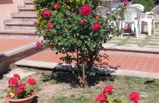 Casa Magnolia: indipendente con giardino - Photo 40