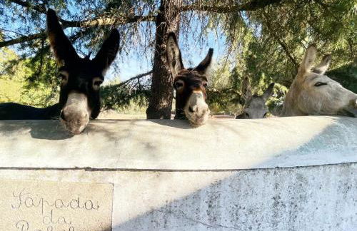 Tapada da Rabela - Reserva Natural - Foto 37