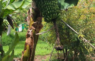 Tijarafe 2 - Foto 26