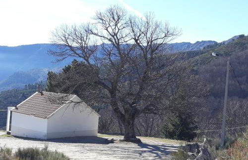 Melro-d' água - Foto 40