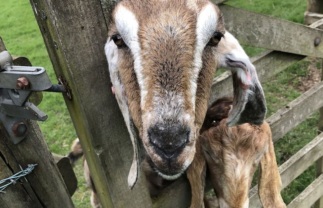 The Peacock Shepherds Hut at Hafoty Boeth - Foto 10