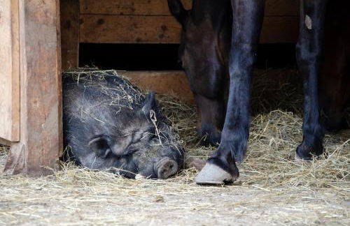 Schupferhof - Foto 18