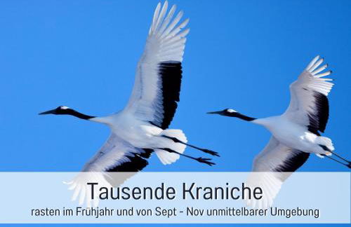 Landloft Linum - Ausgebaute Scheune mit Aussicht, Naturpool, Kamin, Sauna, Luxusausbau, handverlesene MidCentury Möbel & Kunst - Photo 77