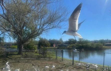 Private Tropical Waterfront Sanctuary w pool, hot tub & an island! Pet Friendly - Foto 16