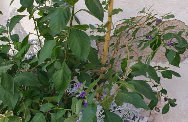 Quiétude au Bord de Loire. - Foto 11