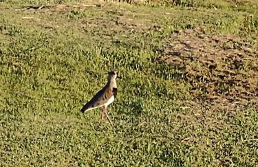 Pousada das Palmeiras - Foto 40