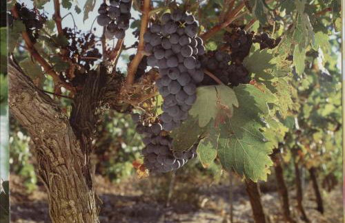 Alojamiento Rural Pueblo de la Ribera - Foto 37