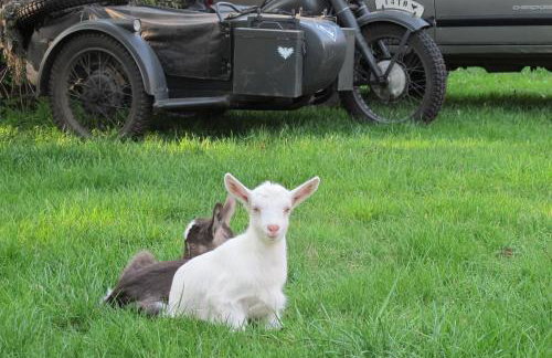 domki na leśnej polanie - Foto 37