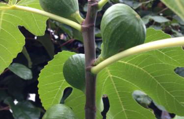 Ferienwohnung Wittker - Foto 27