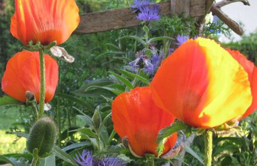 Sonnenhof - Ferienwohnung - Foto 72