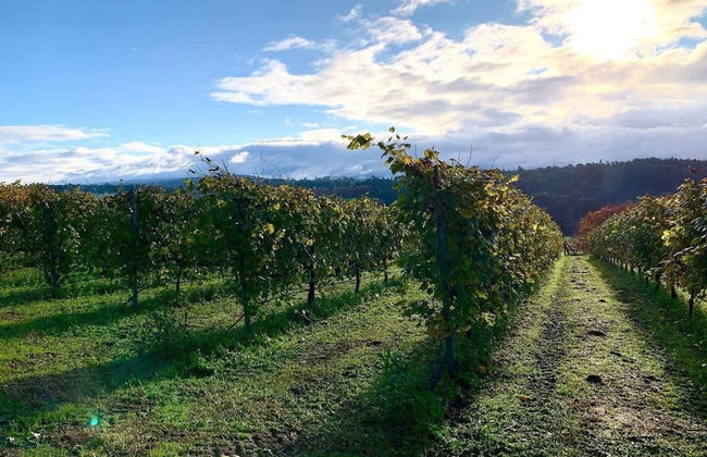 Enoturismo María Manuela - Photo 45