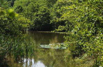 Blare Cottage at Lower Aylescott - Foto 12