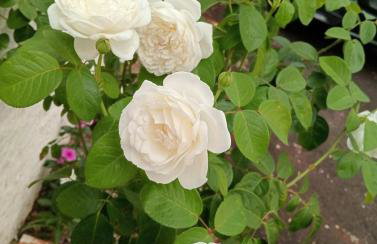 2 Quarto Mobiliado para 3 pessoas proximo a Unioeste -Universidade Estadual do Oeste do Parana e a BR 277 - Foto 19