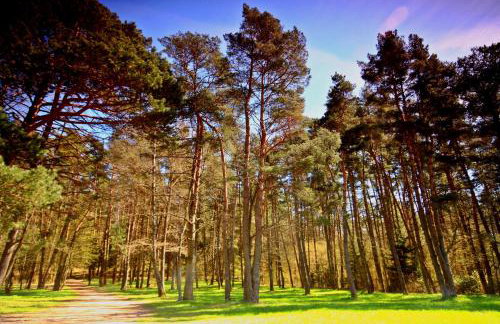 Mazury - Giżycko - Harsz - Domki - ApartMazury Osada - Foto 59