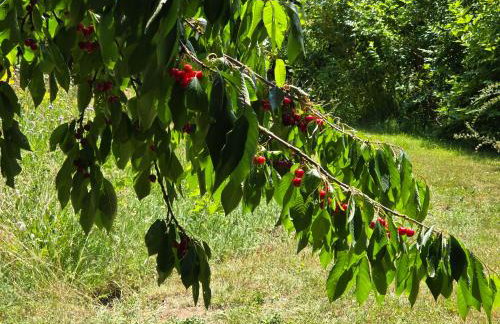 Exklusive Ferienwohnung Bad Salzschlirf - direkt am Waldrand - großer Garten kompett umzäunt - Hunde willkommen - 2 private Stellplätze - Foto 39