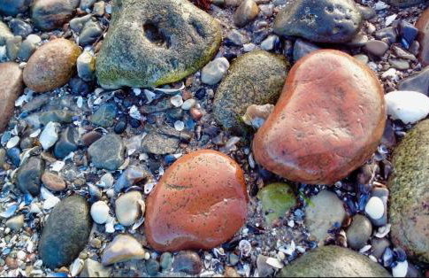 Fewo Zwergseeschwalbe - Ostsee at its best! - Foto 21