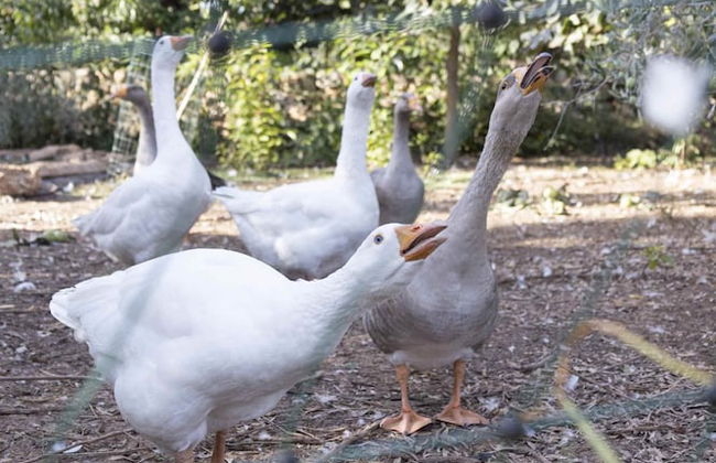 Casale Della Pergola With Cottage Sugarcane Pool - Foto 70