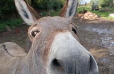 Gîte la grange - Foto 9