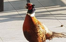 La Turlure - Foto 24