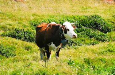 French Alps Luxury - Foto 15