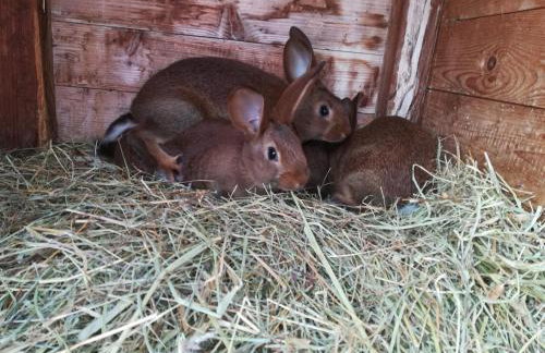 Grebengradska Medna Hiža - Foto 54