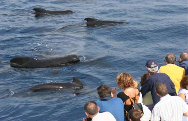 Entrada al Acuario de Génova + Paseo en barco con avistamiento de cetáceos - Foto 4