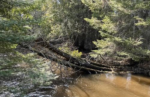 Steps to Sturgeon River! Dog-Friendly Nature Haven - Foto 26