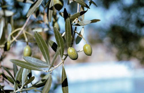 Hotel Rural Finca La Herencia - Foto 70