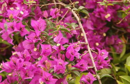 Villa Christina - Foto 45