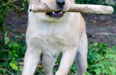 Manoir des Pavements - Photo 31