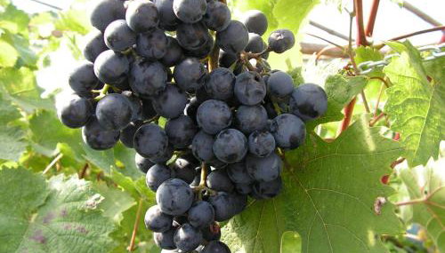 Winnica Na Leśnej Polanie - Foto 2