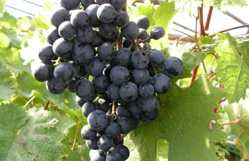 Winnica Na Leśnej Polanie - Foto 2