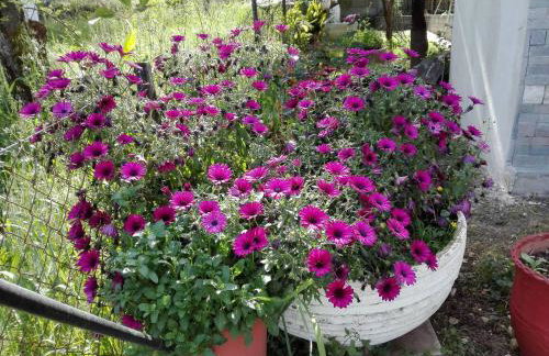 Toulatos Pantelis - Photo 26