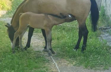 Masseria Marotta - Foto 27