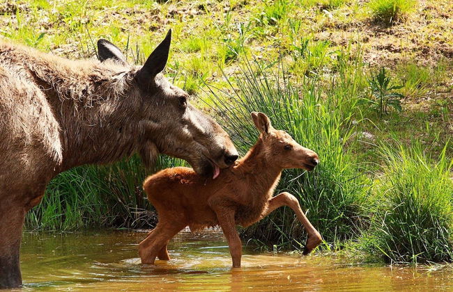 4 Person Holiday Home in Salen-by Traum - Foto 17